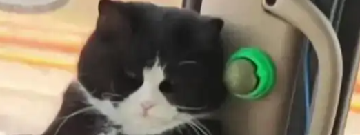 15斤的“幸福肥”与万里征途：一位挂车司机与他的猫，诠释了什么叫“颠沛流离，亦有归处”