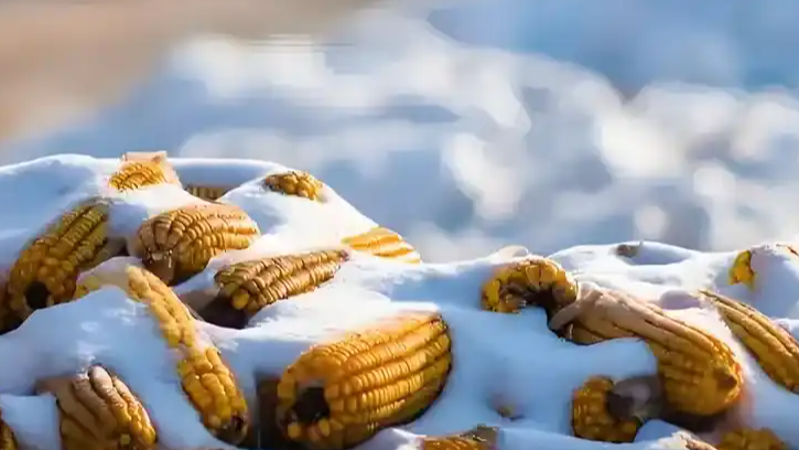 冬至奇观！连续两年同一天，上次出现竟在清朝！