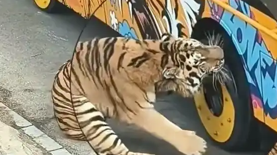 猛虎咬轮胎被同伴“劝架”当场炸毛!动物园上演的这出“虎界霸凌”戏码,暴露了哪些动物真相?